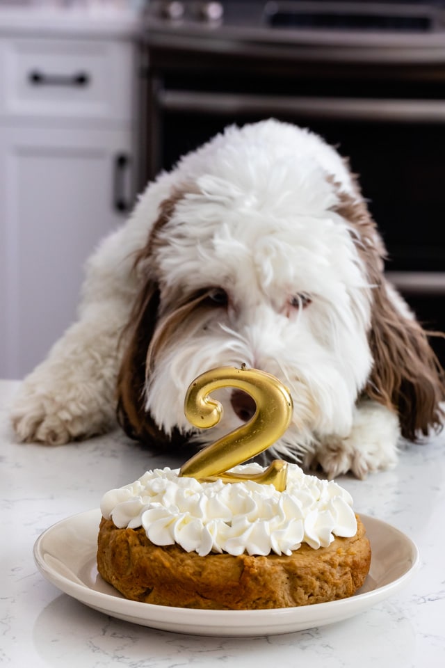 cute dog birthday cakes