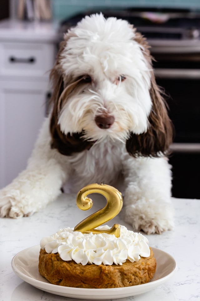 Easy Homemade Dog Cake Crazy For Crust Bloglovin 