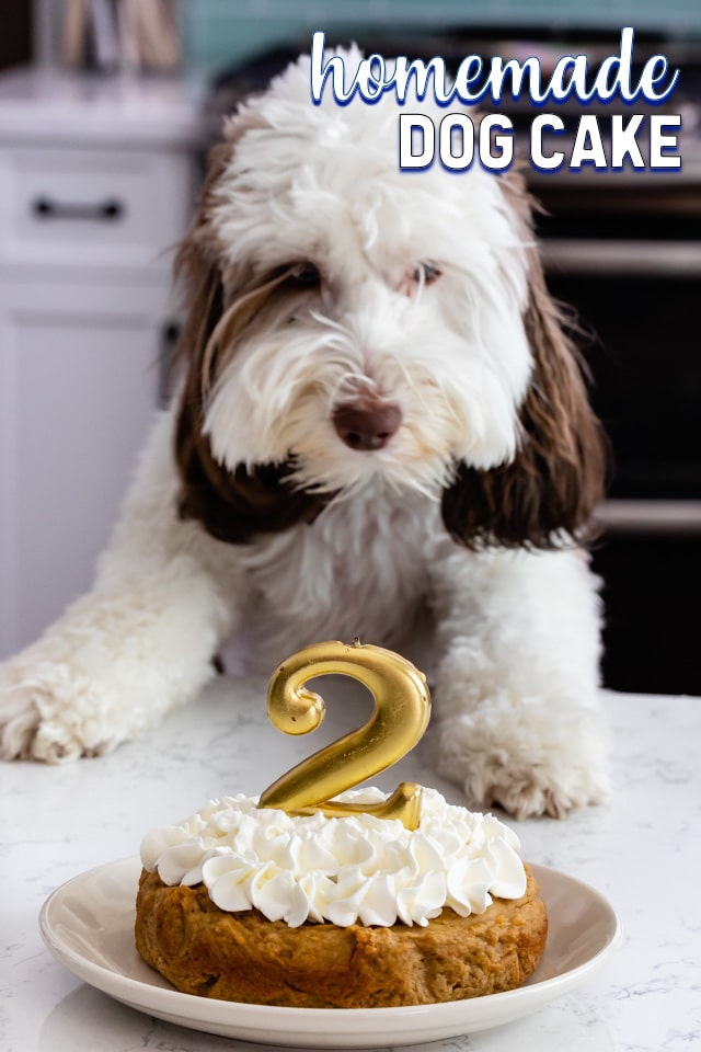 no bake dog birthday treat