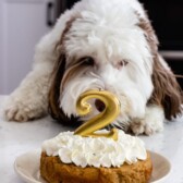 cropped-Easy-Homemade-Dog-Cake-14.jpg