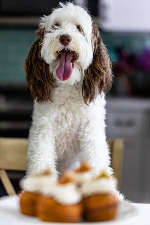 Pumpkin Pupcakes (Dog Cupcakes) - Crazy for Crust