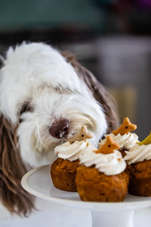 Pumpkin Pupcakes (Dog Cupcakes) - Crazy for Crust