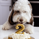 dog looking at cake with 2 candle in it