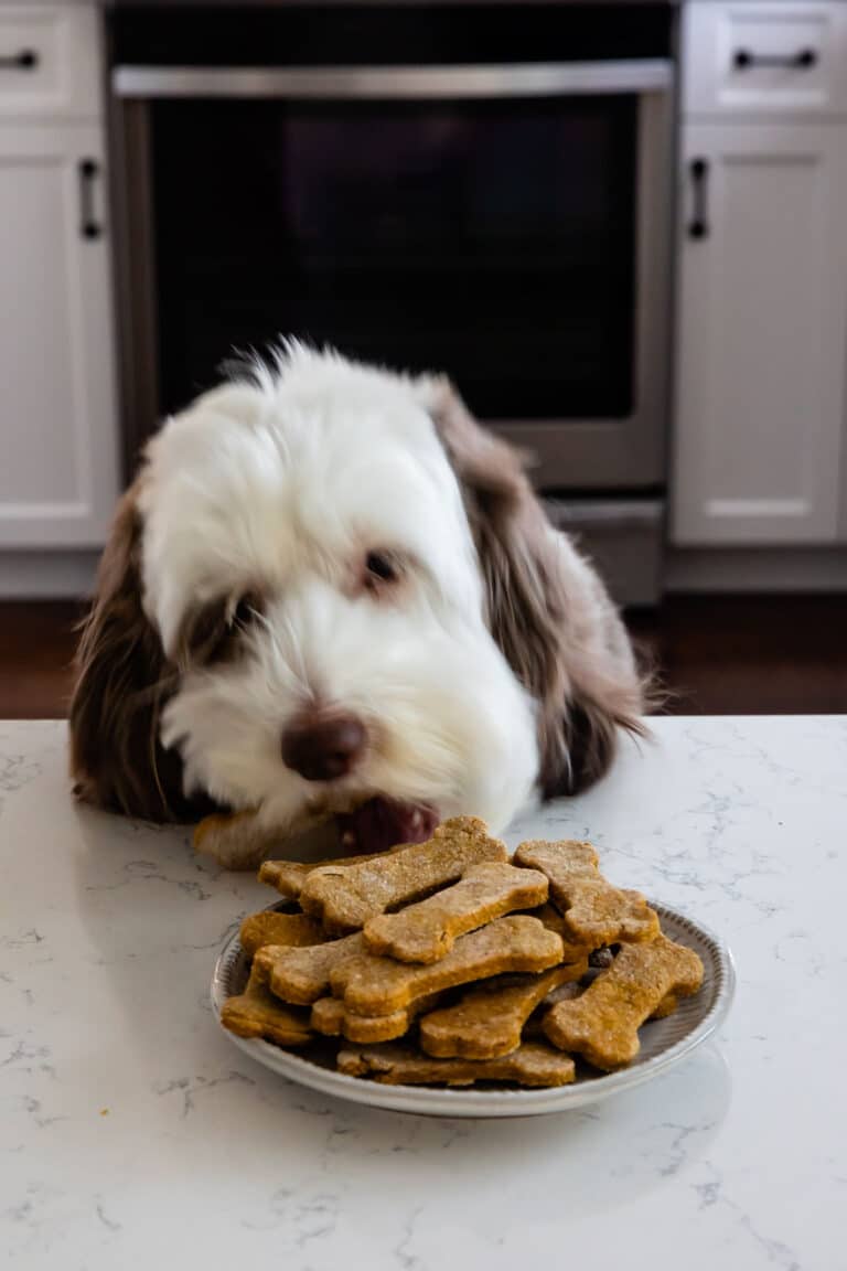 Homemade Dog Cookies Recipe - Crazy for Crust