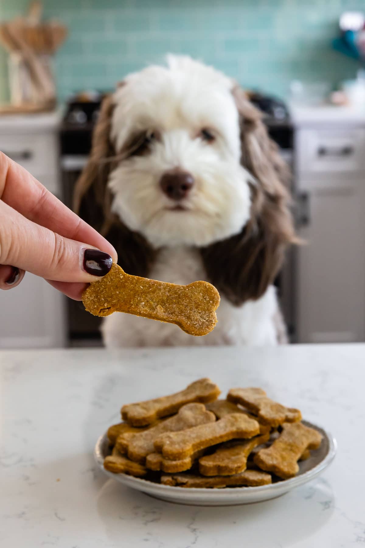are peanut butter cookies bad for dogs