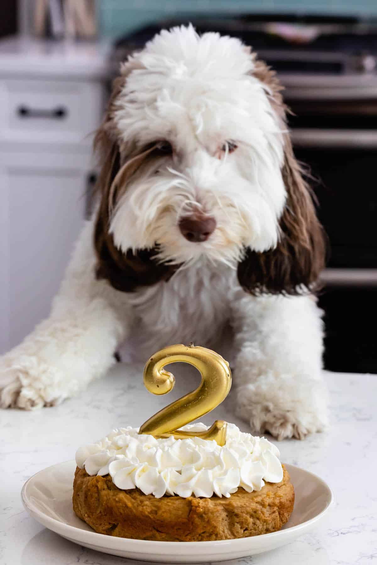 Preppy Puppy Cup Cake Dog Treats